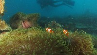 Scuba diving