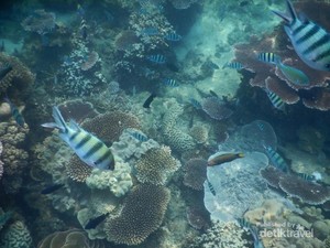 Begini Cantiknya Surga Bawah Laut Belitung