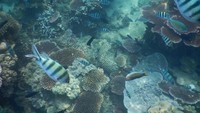 Keindahan snorkeling