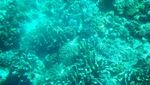 Begini Cantiknya Taman Laut Bunaken yang Masih Bertahan