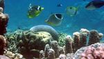 Begini Cantiknya Taman Laut Bunaken yang Masih Bertahan