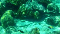 Mahkota laut dari Trawangan