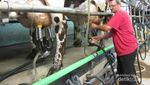 Begini Cara Orang Prancis Dapat Susu Sapi Segar di Mayenne