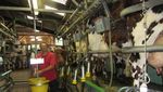 Begini Cara Orang Prancis Dapat Susu Sapi Segar di Mayenne