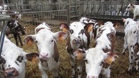Jenis sapi Normandie