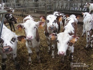 Begini Cara Orang Prancis Dapat Susu Sapi Segar di Mayenne