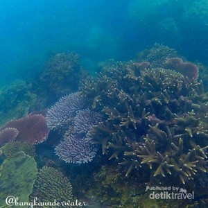 Begini Indahnya Alam Bawah Laut Bangka