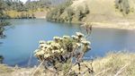 Begini Indahnya Edelweis di Ranu Kumbolo