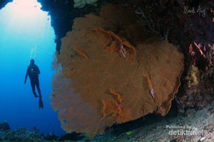 Begini Indahnya Taman Bawah Laut Bunaken di Manado