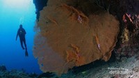 Taman bawah laut di Bunaken