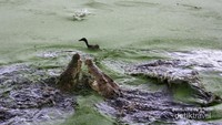 Buaya-buaya agresif saat diberi makan