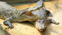 Buaya berusia 6 tahun sedang berjemur