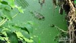 Begini Isi Penangkaran Buaya Asam Kumbang di Medan