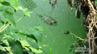 Buaya diantara pepohonan di pinggir danau, seperti kayu yang mengapung