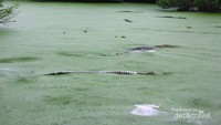 Danau berisi ratusan buaya
