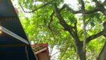 Begini Meriahnya Imlek di Kampung China Cibubur