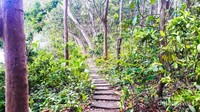 Jalan setapak menuju Teluk Ijo