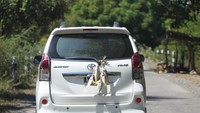Ikan diangkut di luar menggunakan Mobil