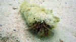 Begini Serunya Menyelam di Pulau Pramuka