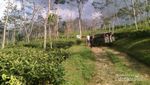 Begini Serunya Offroad di Bogor