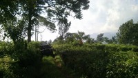 Melintas di perkebunan teh