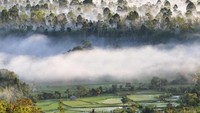 Bukit Kabut Bawang Bakung