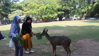 Memberi makan rusa yang jinak.