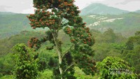 Panorama alam Gunung Padang