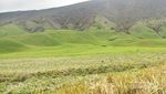 Beginilah Bukit Teletubbies di Gunung Bromo