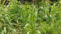 Kebun jagung
