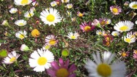 Bunga Chrysant yang cantik