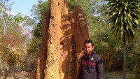 Sarang rayap/semut di samping Tugu Batas Negara.