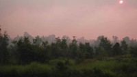 sore hari di taman nasional wasur