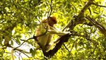 Bekantan, Si Hidung Besar dari Kalimantan