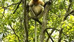 Bekantan, Si Hidung Besar dari Kalimantan