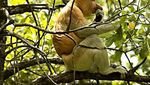Bekantan, Si Hidung Besar dari Kalimantan