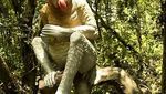 Bekantan, Si Hidung Besar dari Kalimantan