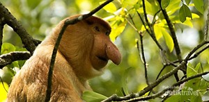 Bekantan, Si Hidung Besar dari Kalimantan