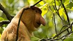 Bekantan, Si Hidung Besar dari Kalimantan
