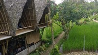 Nuansa asri di tengah sawah