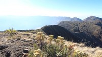 Bunga Edelweiss berlatar kawah Gunung Tambora