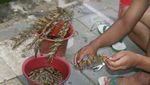 Belalang Goreng, Wisata Kuliner Ekstrem Khas Gunungkidul