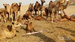 Belanja di Arab Saudi Pakai Rupiah? Bisa!