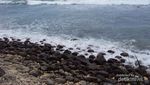 Belum Mainstream, Pantai Pidakan di Pacitan