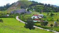 Bukit Bikum, pengunjungakan berfantasi seakan berada New Zeland