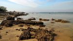 Berakhir Pekan dengan Penyu dan Pantai di Ujung Genteng