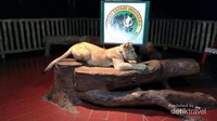 Menyaksikan tingkah hewan pada malam hari