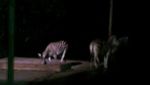 Berani Coba Safari Night di Bogor?