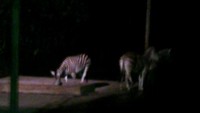Melihat zebra ketika Night Safari