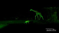 Jerapah, salah satu hewan di Taman Safari
